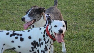 Luna with a buddy