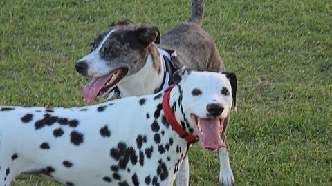 Luna with a buddy