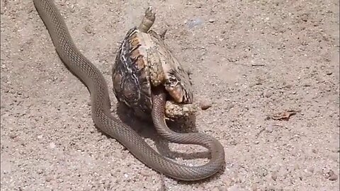 UNE TORTUE DÉCHIRE UN SERPENT EN MORCEAUX, CES SCÈNES VONT VOUS SURPRENDRE