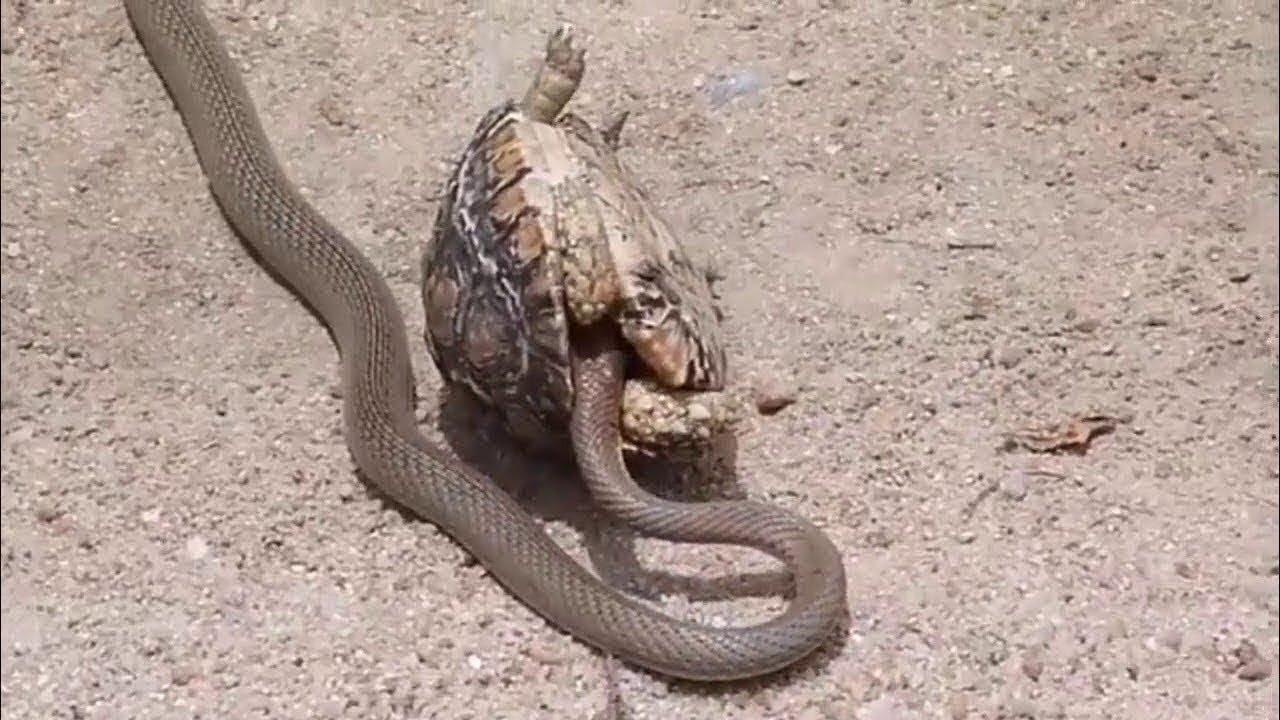 UNE TORTUE DÉCHIRE UN SERPENT EN MORCEAUX, CES SCÈNES VONT VOUS SURPRENDRE
