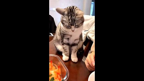 So cute cat