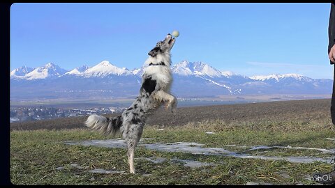 Funny Dog With Amazing Tricks 😂🐶