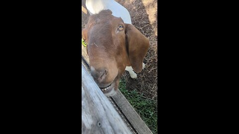 Silly goat