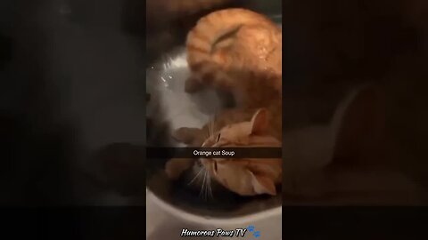 Funny animals 2024😂- Funniest Cats and Dogs Video😹🐶 #28