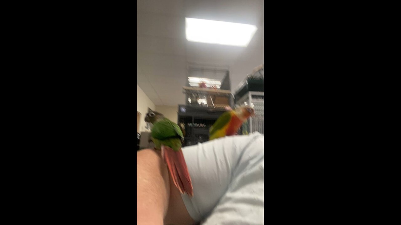 Conure sisters