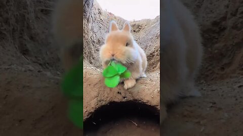 Is the bunny's mouth a crusher? Cute rural pets, rabbits, cute pets debut plan