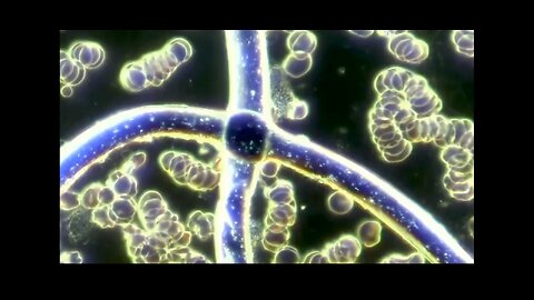 NEW WORLD ANONOMALIES