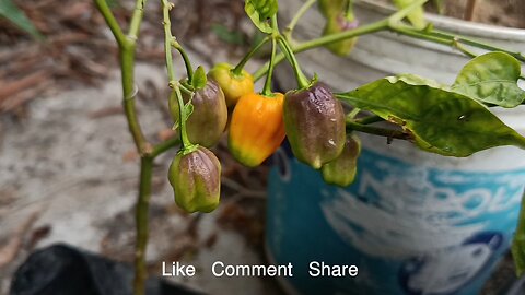 Hainan yellow lantern chili Grow