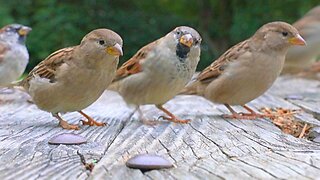 Tap Dancing House Sparrows