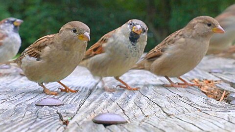 Tap Dancing House Sparrows