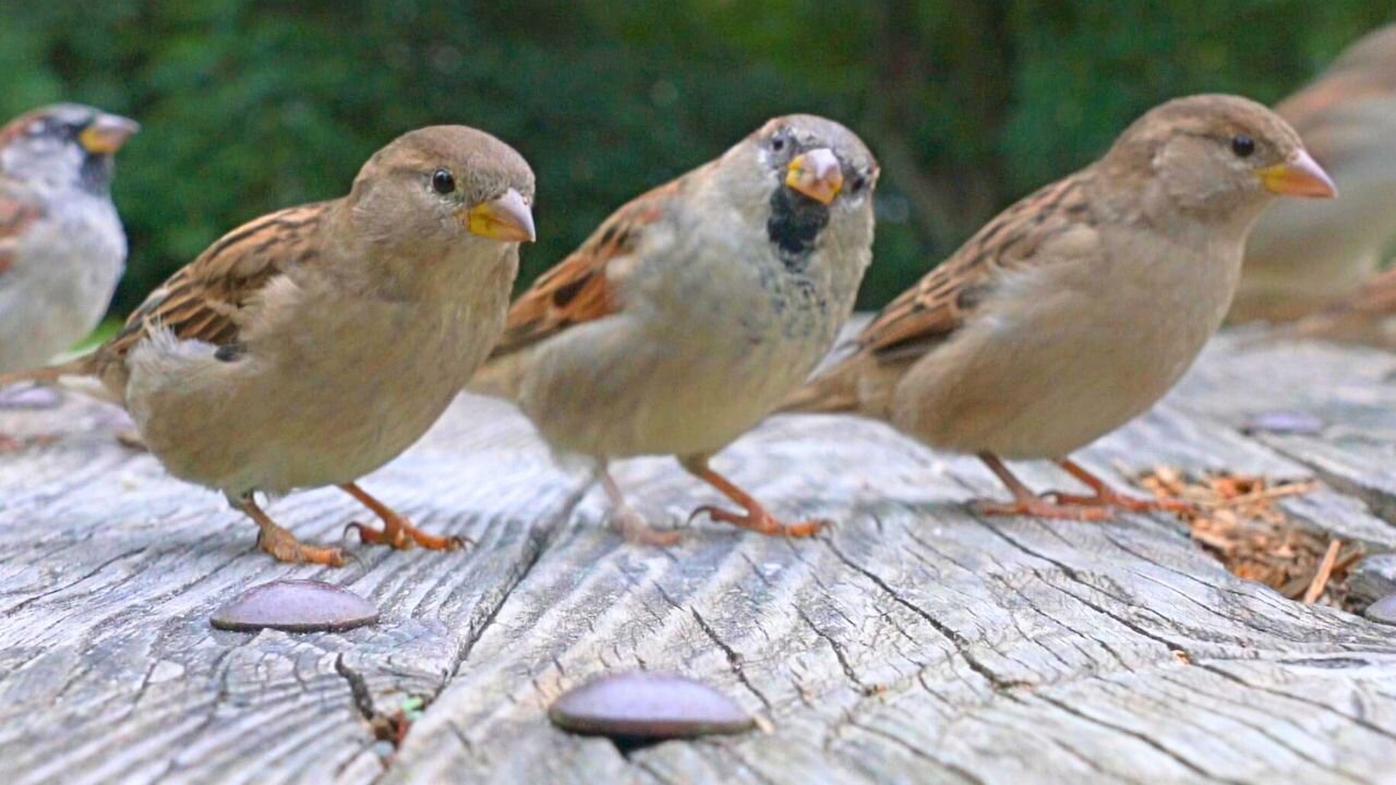 Tap Dancing House Sparrows