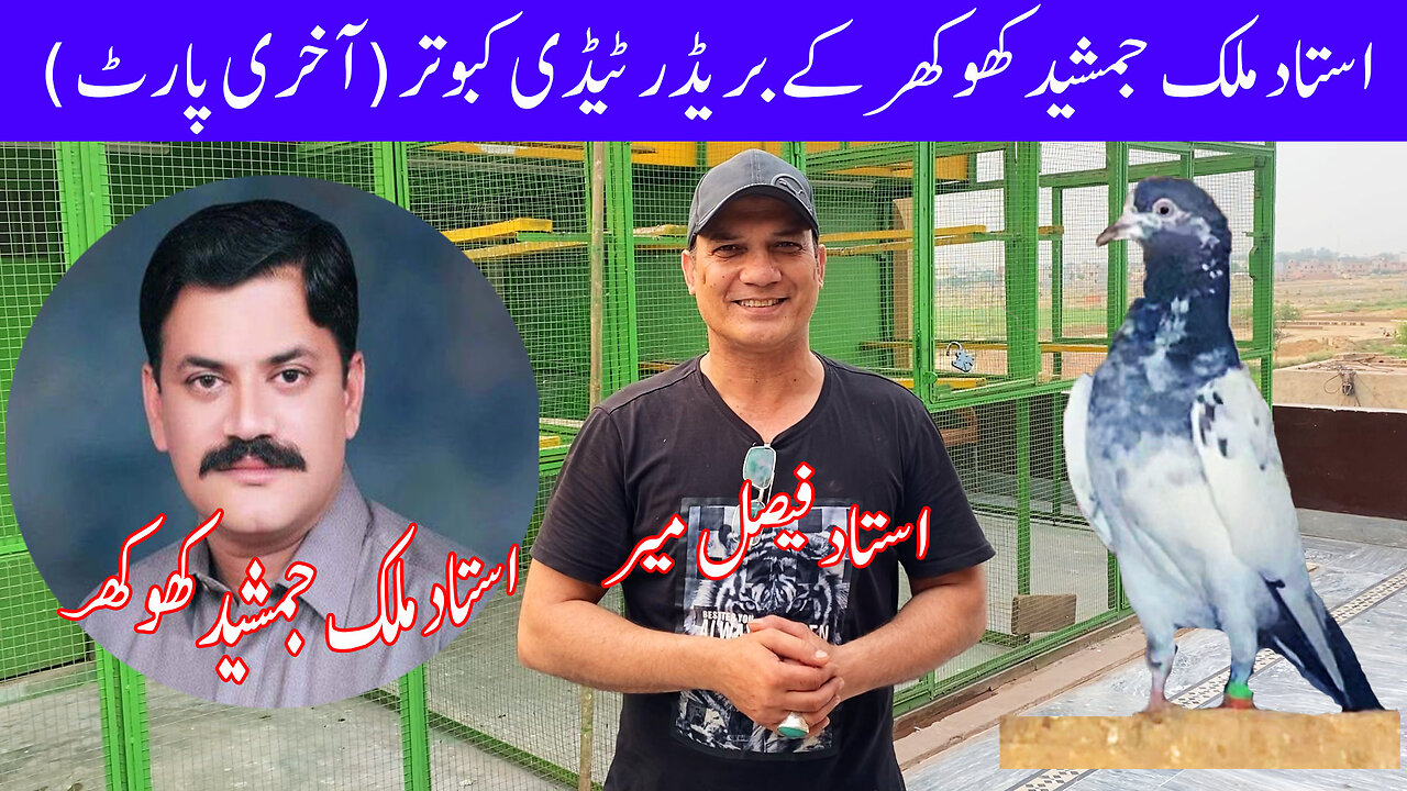 Last Part Of Ustad Malik Jamshaed's Taddy Pigeons Watch In HD Urdu/Hindi