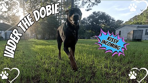 🎥 Doberman Stays Calm While Dog Walks By 🐾😎