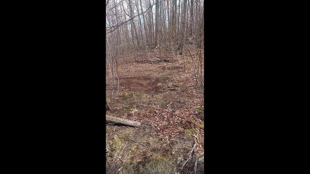 biggest deer scrape I've ever seen