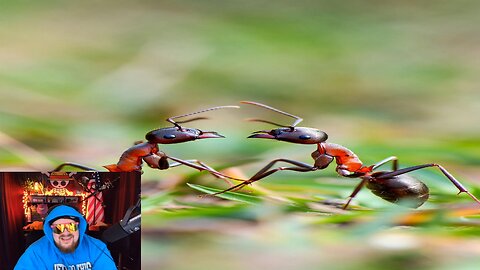 This is what 7 ant colonies do when forced together