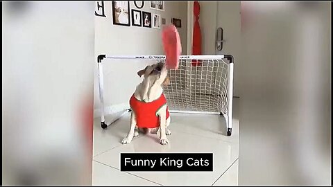 Laugh Out Loud with Funny Cats and Dogs - Best Pet Videos