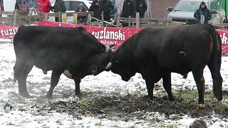 Cvijan od Levića vs Peran od Alispahića Banovići 2025