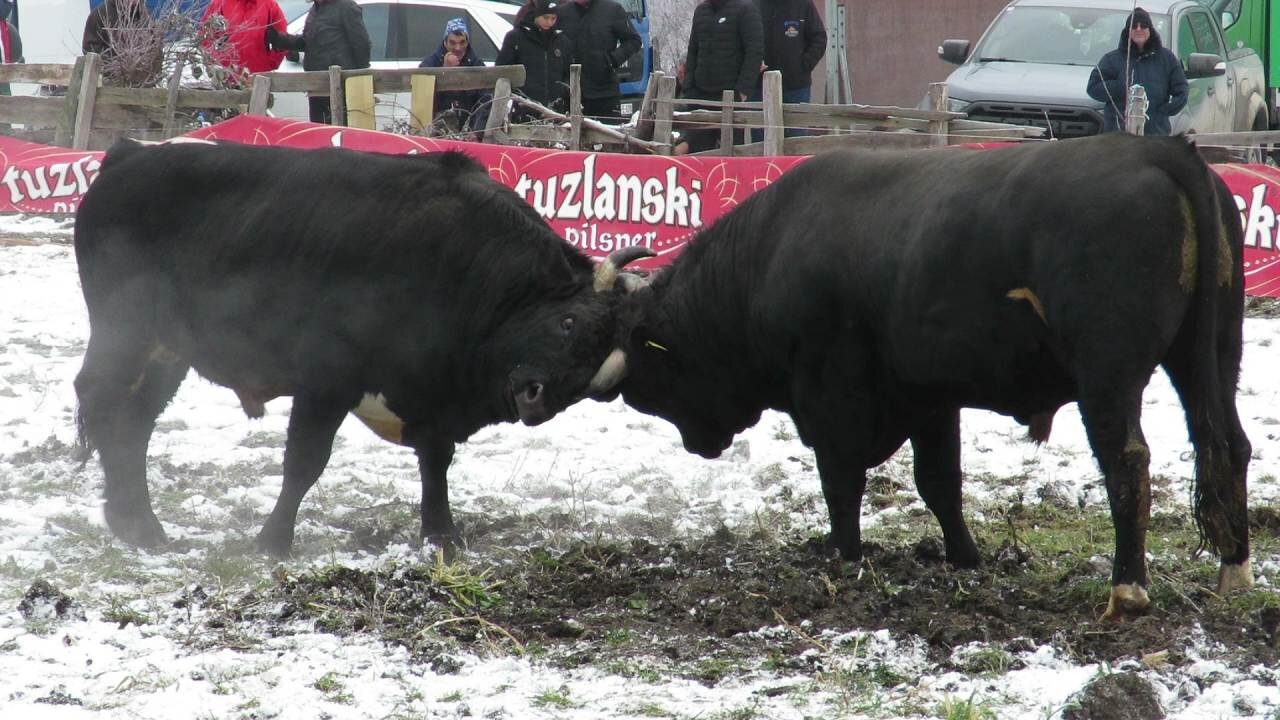 Cvijan od Levića vs Peran od Alispahića Banovići 2025