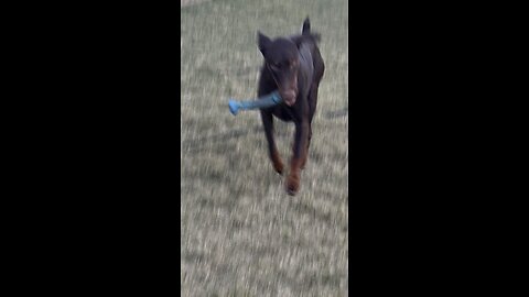 Charlie video of the day