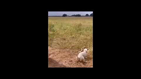 A snake killed by a dog