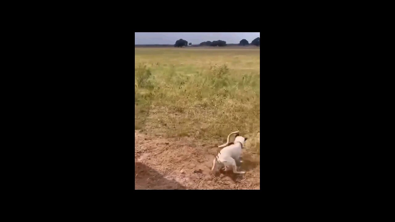 A snake killed by a dog