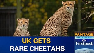 UK's Chester Zoo Welcomes Rare Northeast African Cheetah Brothers | Vantage on Firstpost | N18G