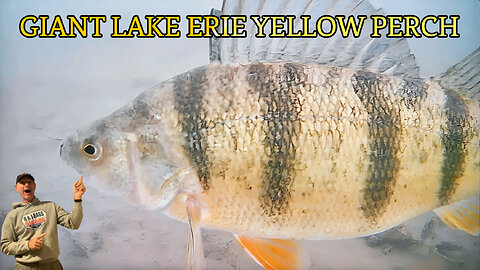 Giant Lake Erie Yellow Perch