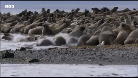 Greatest Fights in the Animal Kingdom:
