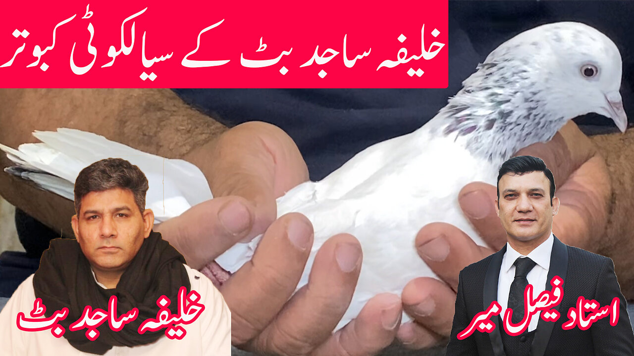Khalifa Sajid Butt Kay Sialkoti Breeder Pigeons Watch In HD Urdu/Hindi