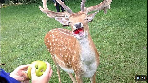 Best FUNNIEST Animal Videos Ever 🤪 Funny Animal Videos 2025