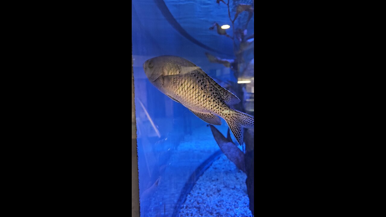 Meet Stacker