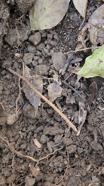 awesome civil war button