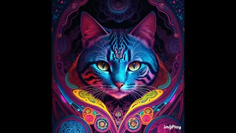 Cute Cat Picture