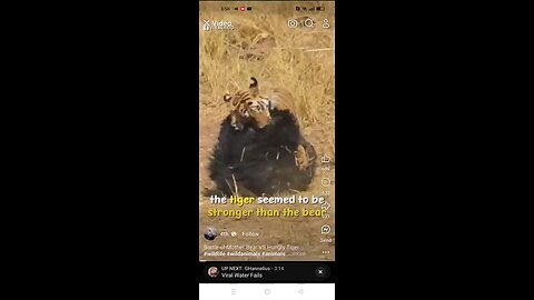 Battle between tiger 🐅 and a teddy bear 🧸