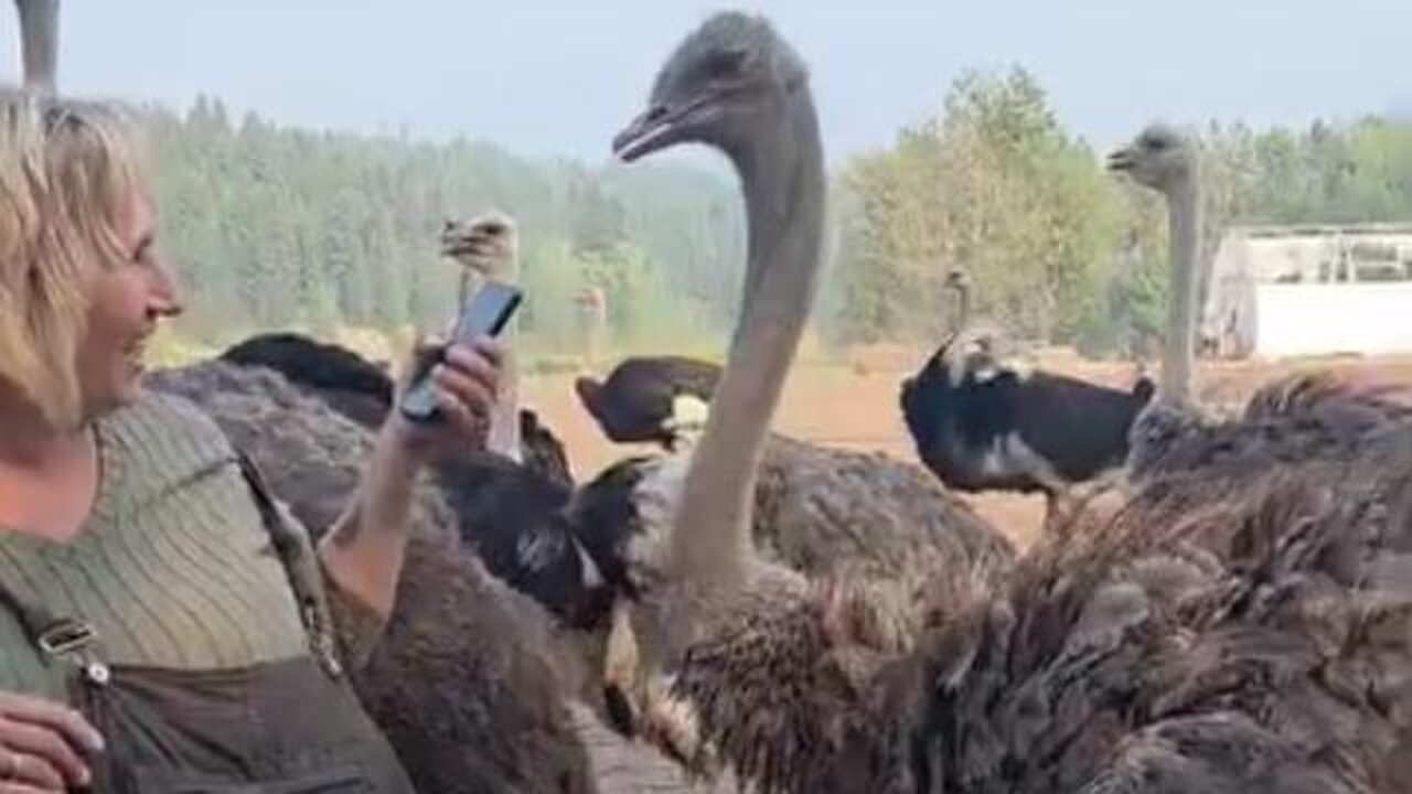 "Everybody rise up please help protect the universe ostrich farm here and our family" Katie Pasitney