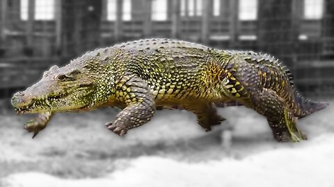 Alligators Run Like Dogs