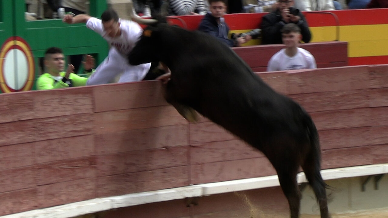 2025 03 23 CASTELLÓN CONCURSO DE ANILLAS