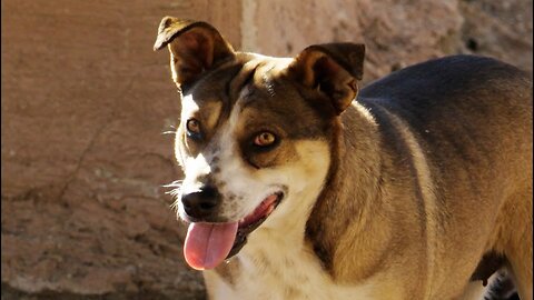 Watch dog, abandoned in the desert, enjoy her new life with all her kids.