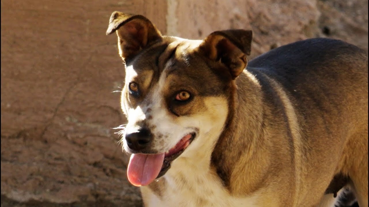 Watch dog, abandoned in the desert, enjoy her new life with all her kids.