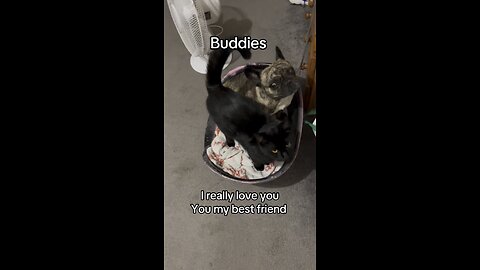 Kitten Elvis and frenchie Puff best friends
