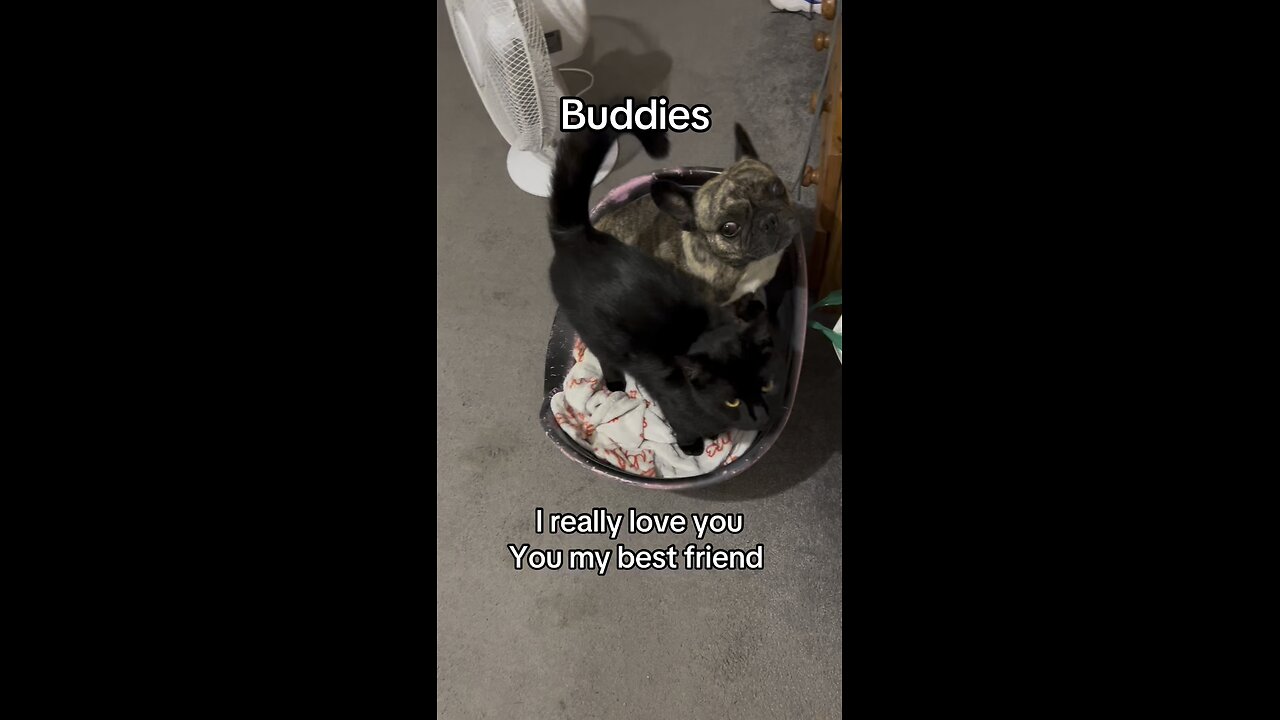 Kitten Elvis and frenchie Puff best friends