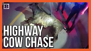 Oklahoma Problems! Police Chase Cow Running Wild on I-40