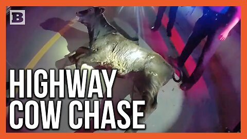 Oklahoma Problems! Police Chase Cow Running Wild on I-40