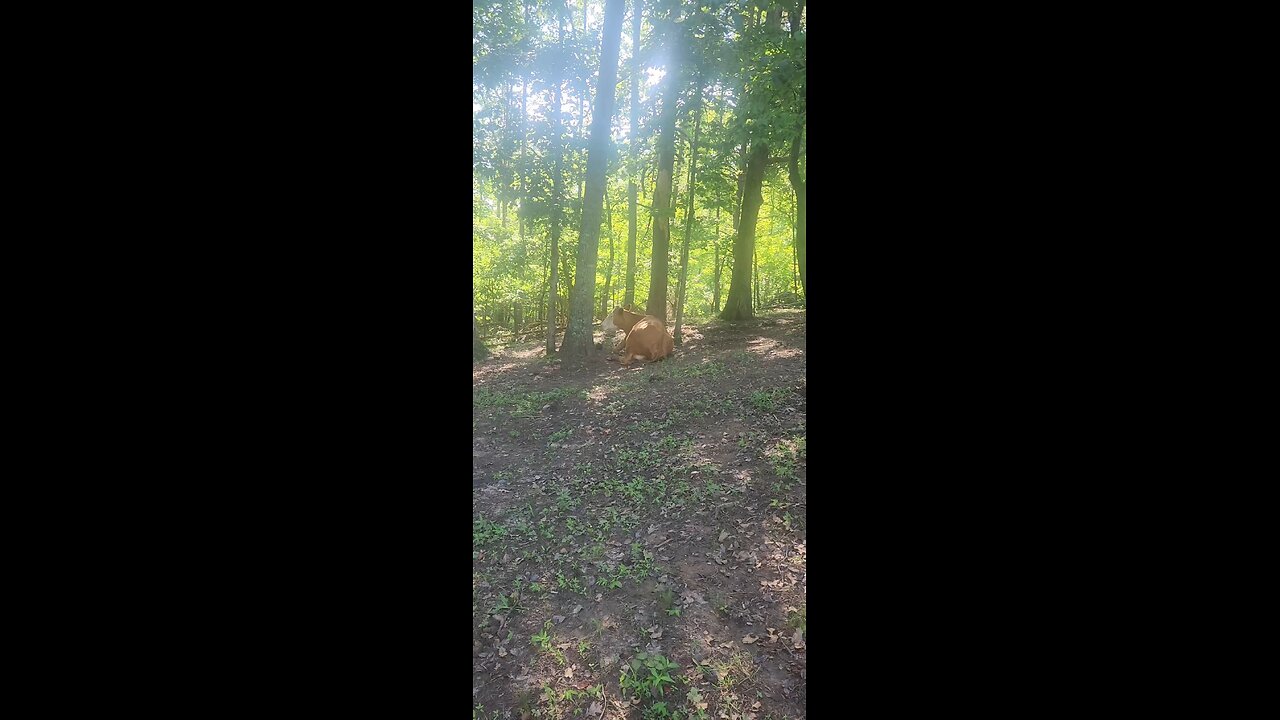 Cows and calves 2025.