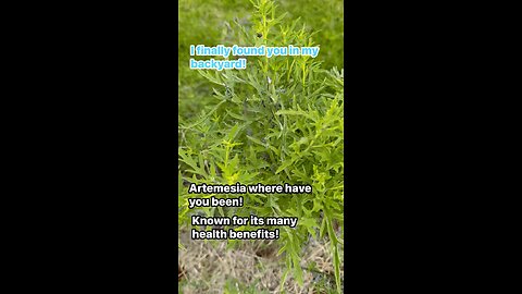 Mugwort
