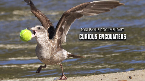 A Seagull Story - Facination with a Tennis Ball