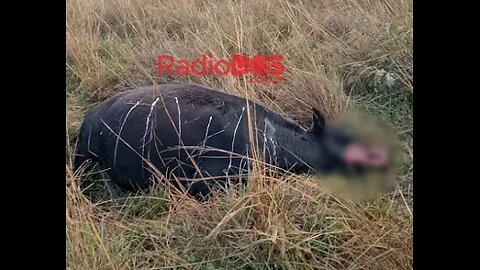 Alien and Cattle Mutilation Photos