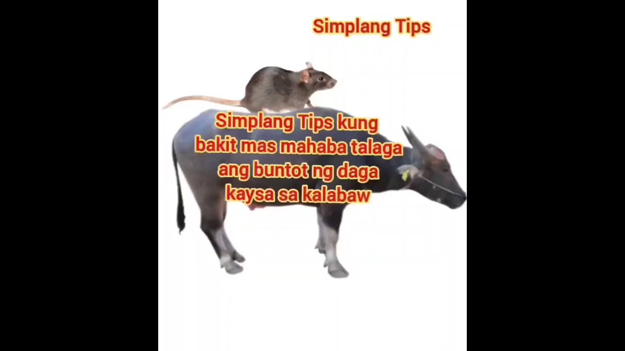 Simplang Trip 8: Here’s the tips why the tail of rat is longer than the tail of Carabao.
