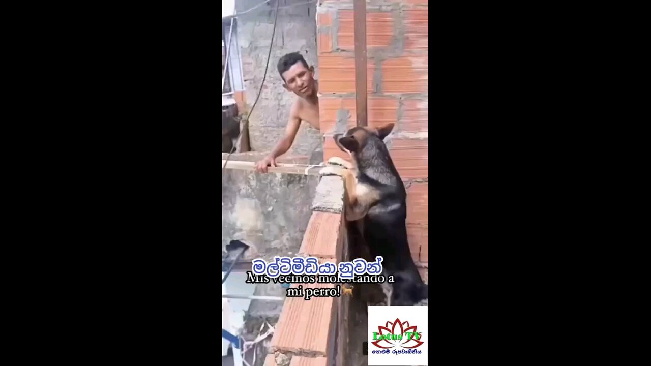 boy and dog