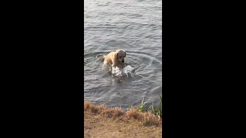 crazy doggie 😂🖐️ #crazy #doggie